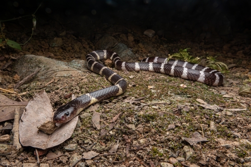Many-banded Krait
