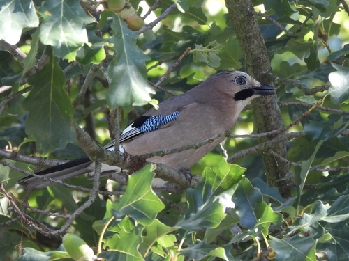 Eurasian Jay