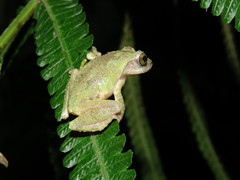 Kurixalus berylliniris