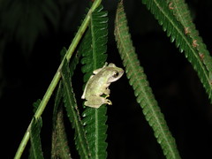 Kurixalus berylliniris