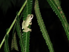 Kurixalus berylliniris