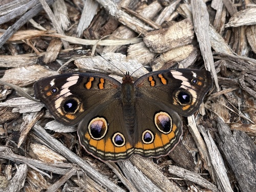 Common Buckeye