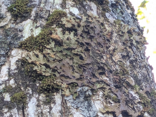 Tree Lungwort