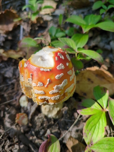 Fly Agaric