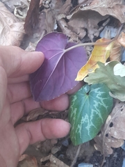 Cyclamen purpurascens