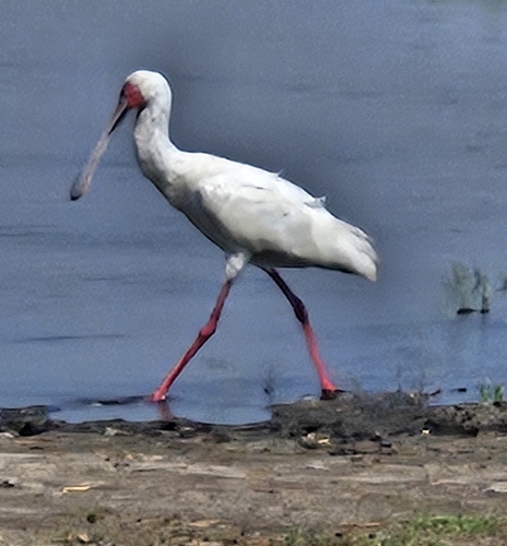 African Spoonbill