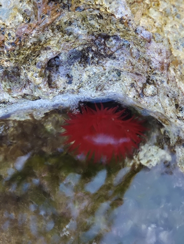 Mediterranean Beadlet Anemone