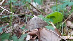 Petrophora chlorosata