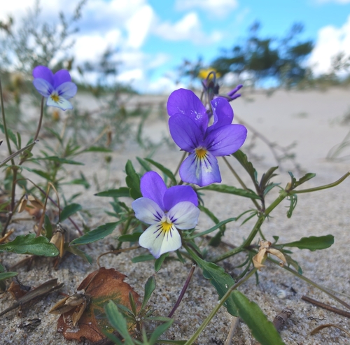 Wild Pansy