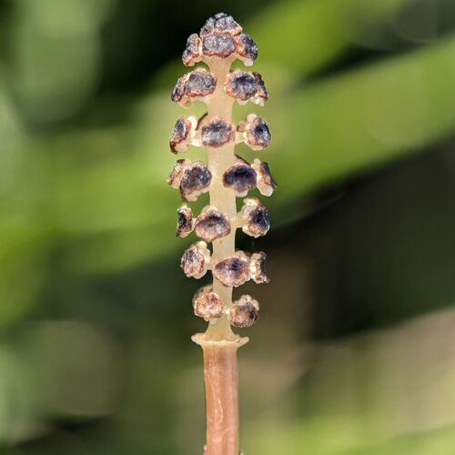 Equisetum palustre, photograph 1
