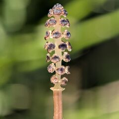 Equisetum palustre, photograph (c) Stephan Mende, some rights reserved (CC BY)