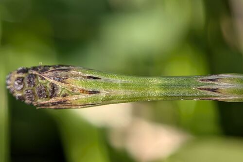 Equisetum palustre, photograph 4