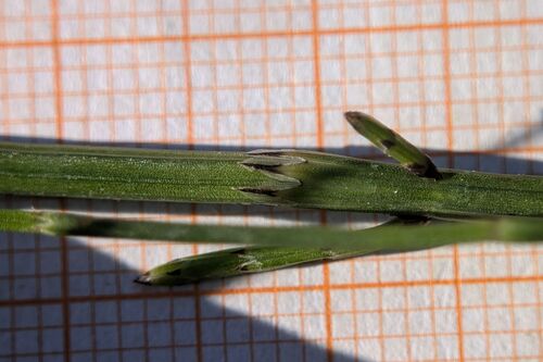 Equisetum palustre, photograph 5
