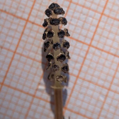 Equisetum palustre, photograph 6