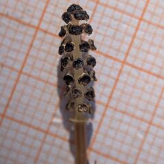 Equisetum palustre, photograph (c) Stephan Mende, some rights reserved (CC BY)