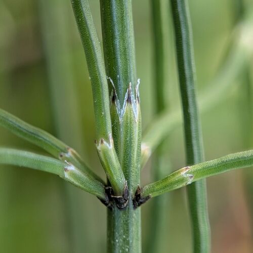 Equisetum palustre, photograph 3