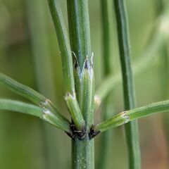 Equisetum palustre, photograph (c) Stephan Mende, some rights reserved (CC BY)