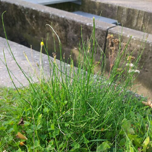 Equisetum palustre