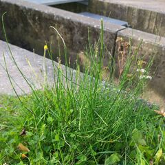 Equisetum palustre