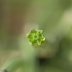Equisetum palustre, photograph (c) Stephan Mende, some rights reserved (CC BY)