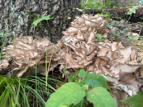 hen of the woods