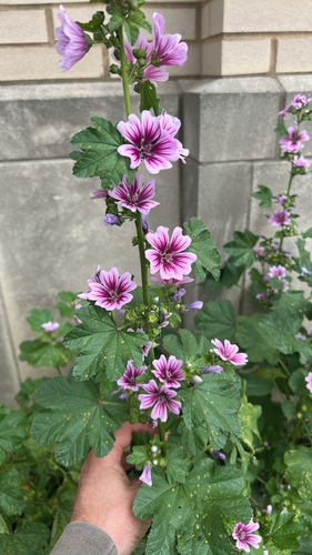 Common Mallow
