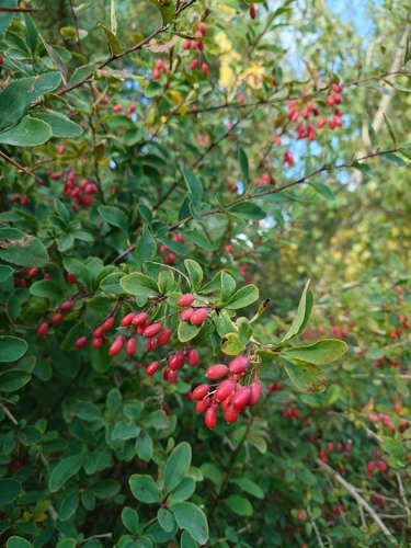 European barberry