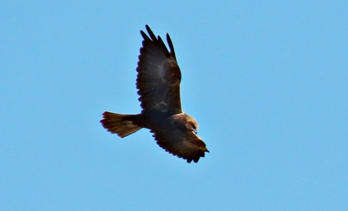 Western Marsh Harrier
