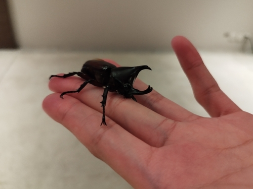 Siamese Rhinoceros Beetle