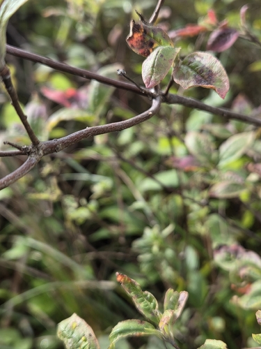 Rhododendron roseum observed 2026-09-23