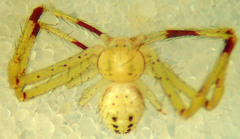 Mecaphesa celer
