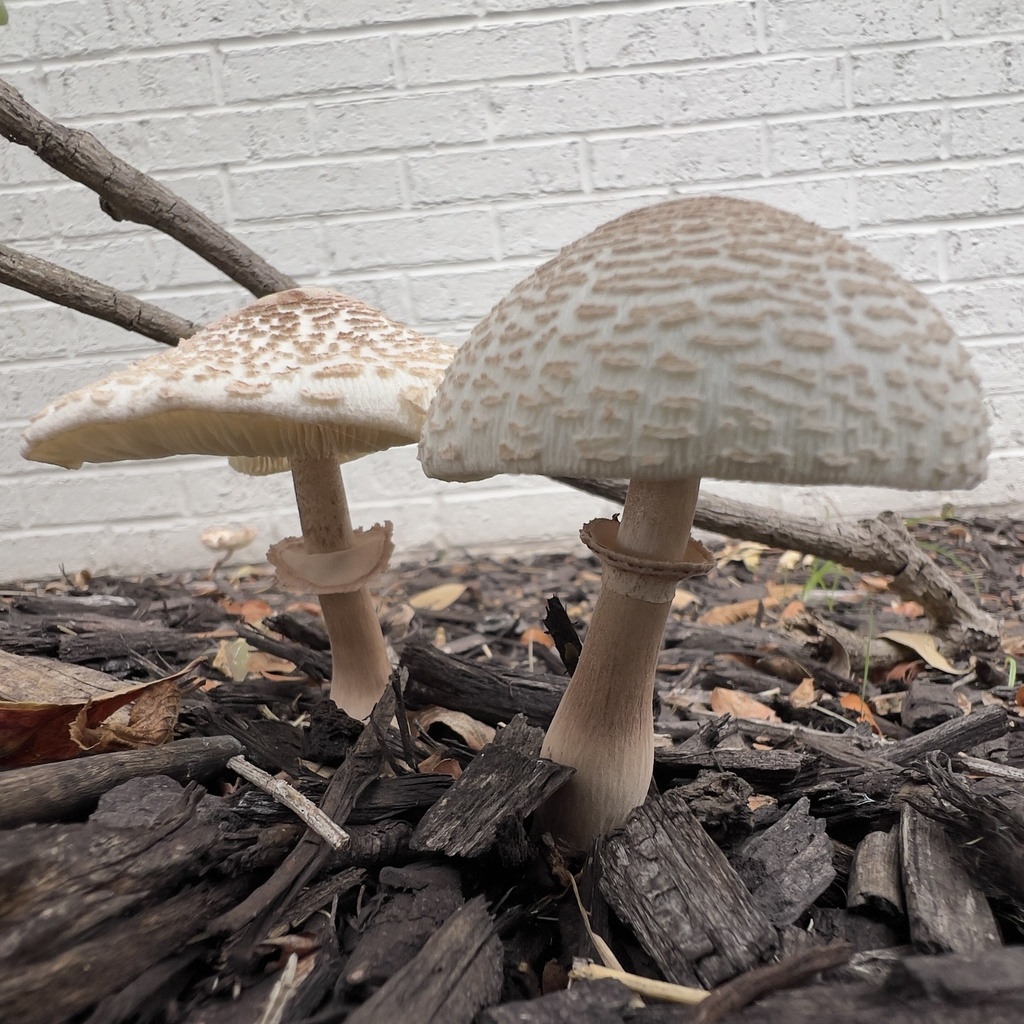 reddening lepiota · September 2026 · photo: Photo: (c) Gemma Wyatt &amp; Sean Riha, some rights reserved (CC BY) · iNaturalist