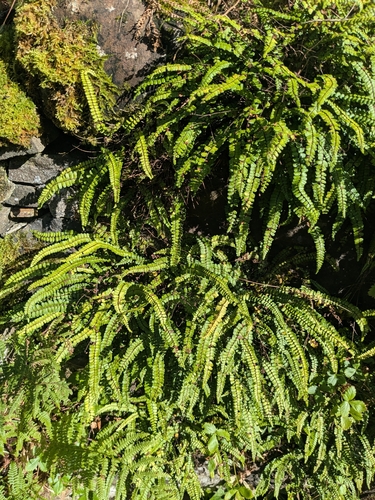 maidenhair spleenwort