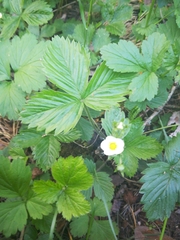 Fragaria vesca