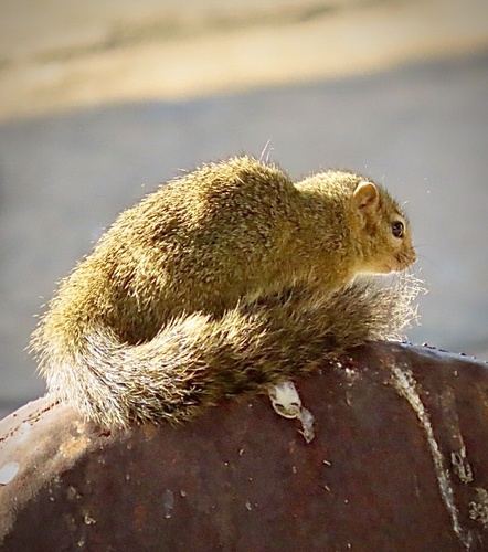 Ochre Bush Squirrel