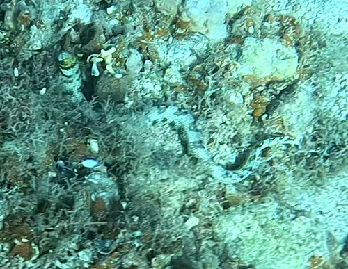 Snowflake Moray