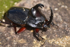 Megaceras