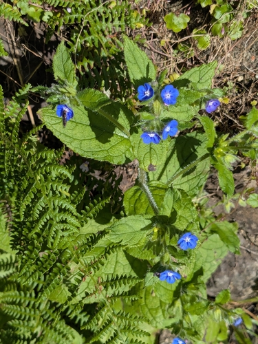 Green Alkanet