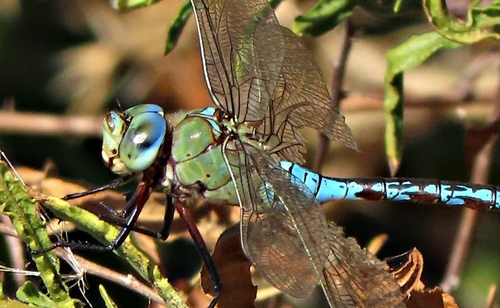 Blue Emperor