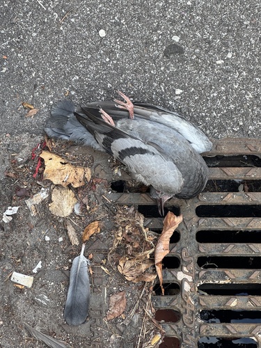 Feral Pigeon