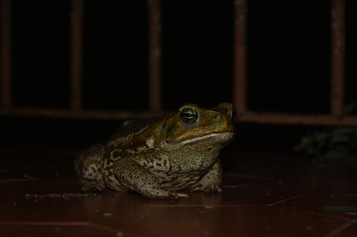 Cururu Toad