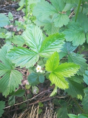 Fragaria vesca