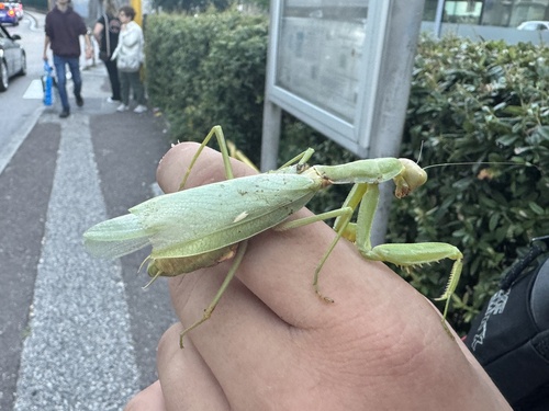 Transcaucasian Giant Mantis
