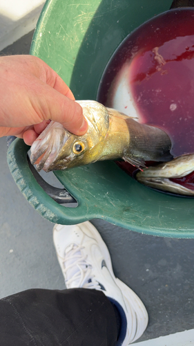 European Seabass