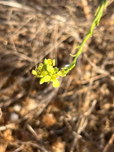 Hirschfeldia incana, photograph 4