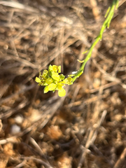 Hirschfeldia incana, photograph author not stated, no rights reserved