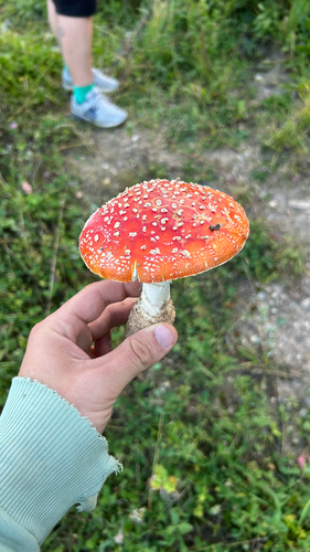 Fly Agaric