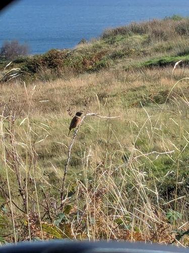 European Stonechat