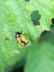 Cryptocephalus marginatus