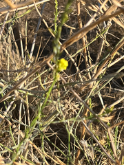 Hirschfeldia incana, photograph author not stated, no rights reserved
